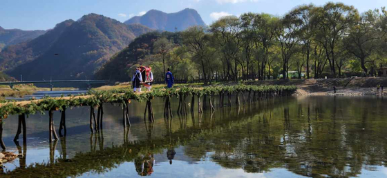  Seopdari, or brushwood bridge, overlooks the Pyeongchang River at Panun-ri, Jucheon-myeon, Yeongwol County . [CHOI SEUNG-PYO]