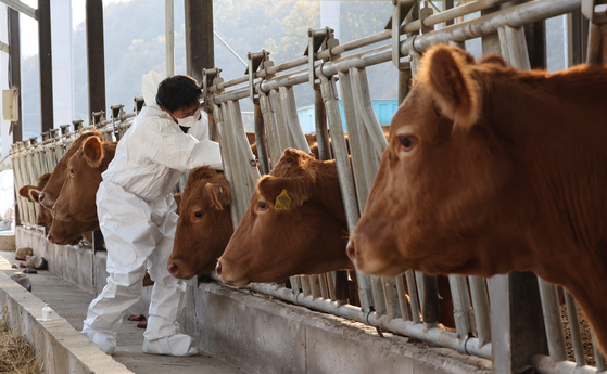 Cows are being vaccinated at a cattle farm in Ulsan. [YONHAP]