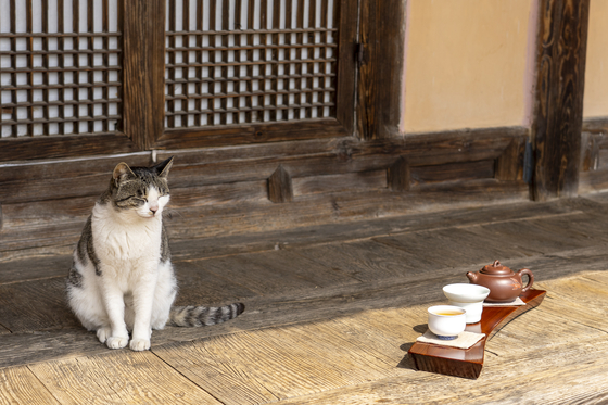 A cat living at a guest house in Hadong, South Gyeongsang [BAEK JONG-HYUN]