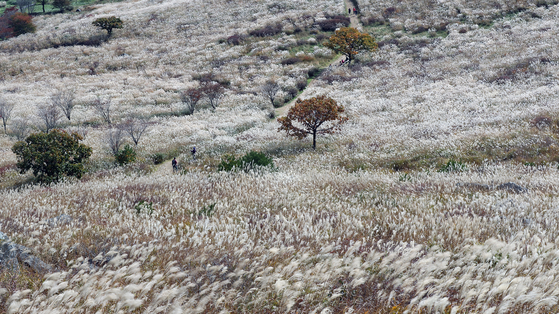The silver grass field on the summit of Mount Hwangmae in Hapcheon County, South Jeolla, in the fall. [YONHAP]