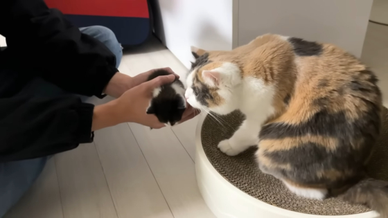 A video on YouTube channel Zzon-Ddeok Kim, showing Zzon-Ddeok the cat meeting Ttanbbang, a kitten the YouTuber is temporarily fostering. [SCREEN CAPTURE]