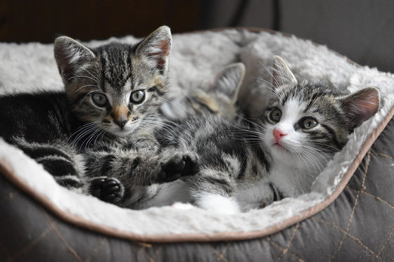 Two kittens rest in a bed. Cats have become an increasingly popular pet for Koreans. [PIXABAY]