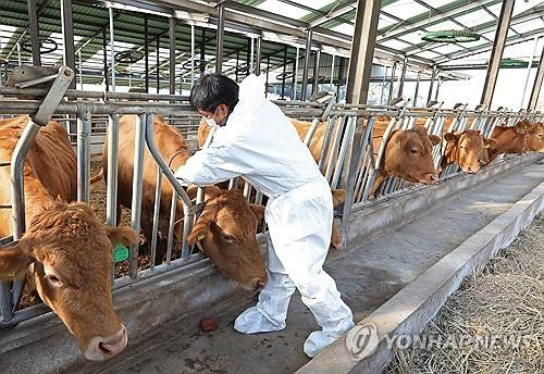 A farmer vaccinates cattle at a farm in Ulsan on Nov. 1. [YONHAP]