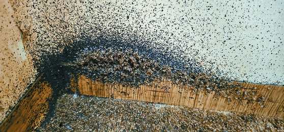 Bedbugs droppings, eggs and shells at a gosiwon in Incheon. [JOONGANG PHOTO]