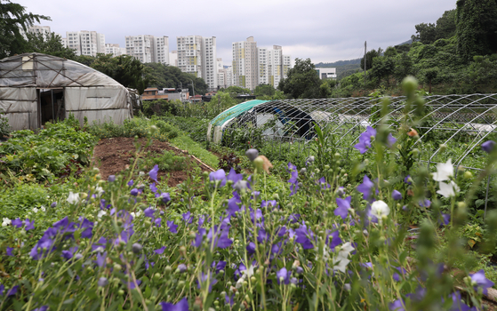 A greenbelt in Naegok-dong, Seocho District, in Seoul. [YONHAP]