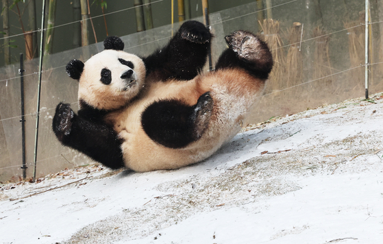 Fu Bao, Korea's giant panda, plays in the snow at Everland in Yongin, Gyeonggi. [YONHAP] 