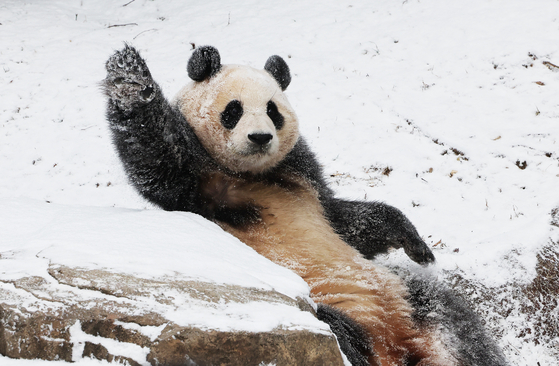 Fu Bao, Korea's giant panda, plays in the snow at Everland in Yongin, Gyeonggi. [YONHAP] 