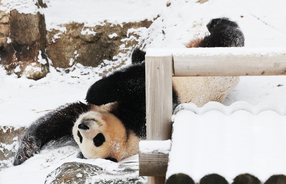 Fu Bao, Korea's giant panda, plays in the snow at Everland in Yongin, Gyeonggi. [YONHAP] 