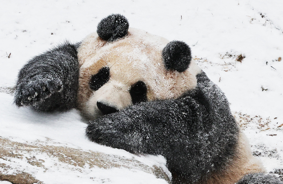 Fu Bao, Korea's giant panda, plays in the snow at Everland in Yongin, Gyeonggi. [YONHAP] 