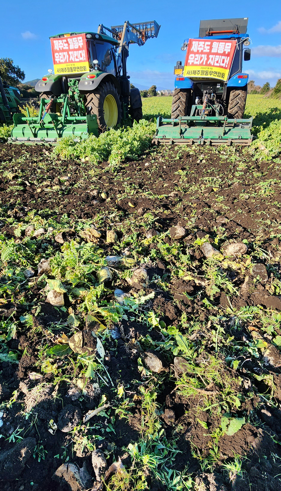 Tractors plough through winter radish fields in Seoguipo on Jeju Island on Monday, as the price for winter radishes plunged due to oversupply this season. [YONHAP]