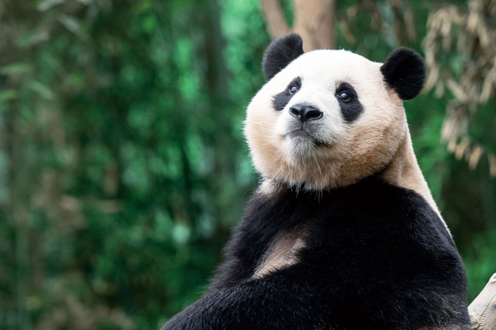 Giant panda Fu Bao at Panda World in Everland, Yongin, Gyeonggi. Everland announced that the giant panda will be relocated to China in April. [SAMSUNG C&T]