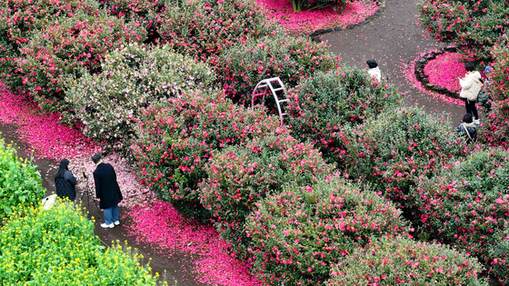 Camellia blossoms at Hueree Natural Park in Seogwipo, Jeju [YONHAP]
