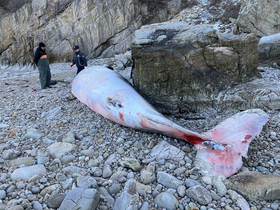 A dead minke whale was discovered on northern part of Baengnyeong Island at 12:49 p.m. Thursday. [NEWS1]