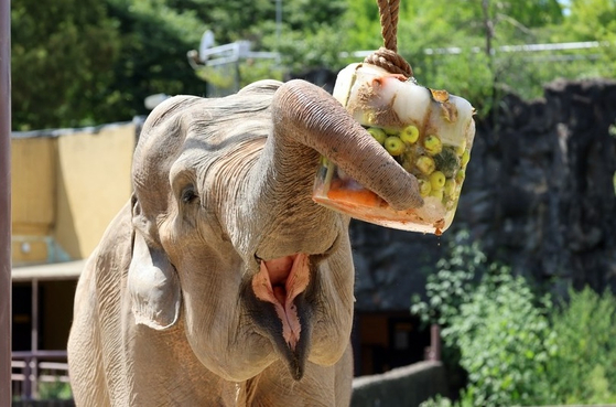 Sakura eats her snack at Seoul Grand Park. [SEOUL GRAND PARK]