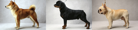 A Shiba Inu, a Rottweiler, and a French bulldog, photographed at the February 11 2013 Westminster Kennel Club show held in New York. Small dogs with prominent noses live longer than bigger, flat-faced canines, a new study suggests. [Fred R. Conrad/The New York Times]