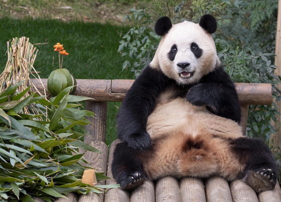 Giant panda Fu Bao will meet the public until March 3 at Everland in Yongin, Gyeonggi. [SAMSUNG C&T]
