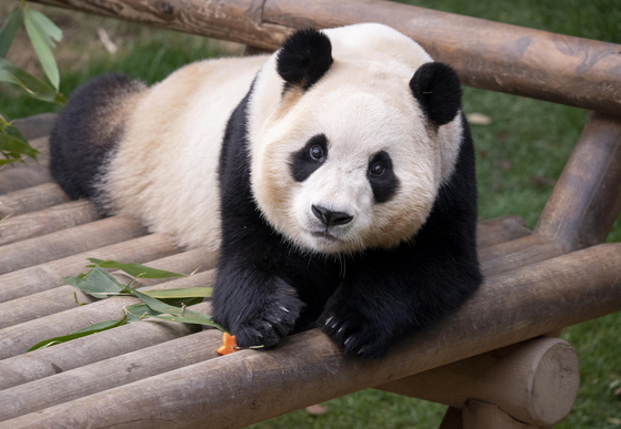 Giant panda Fu Bao will meet the public until March 3 at Everland in Yongin, Gyeonggi. [SAMSUNG C&T]