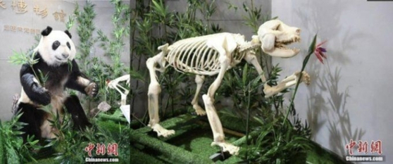Taxidermized body and bones of Xin Nier - Fu Bao's grandmother [SCREEN CAPTURE] 
