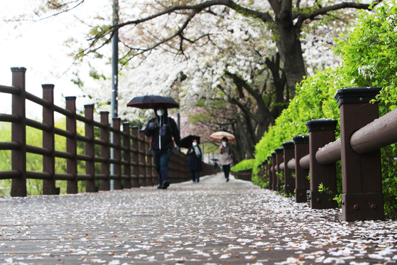 Citizens with umbrellas walk along the trail next to Gwanggyo Reservoir in Suwon, Gyeonggi, where cherry blossoms are in bloom. [YONHAP]