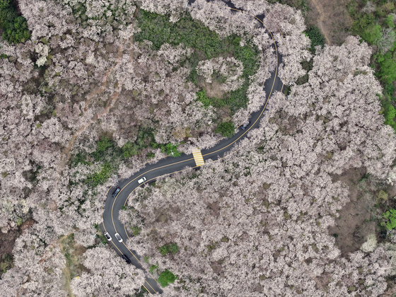 Cherry blossoms blooms reaching their peak in Busan on Tuesday. [YONHAP]