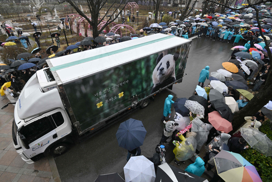 A crowd of people gather to see a vehicle carrying Fu Bao in a rainy farewell ceremony before the first giant panda born in Korea is transferred to the airport for China at Everland in Yongin, Gyeonggi, Wednesday. [AFP/YONHAP]