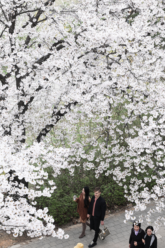 Cherry blossoms are in full bloom at Yunjung-ro in Yeouido, Yeongdeungpo District in western Seoul on April 4. [JOONGANG ILBO]