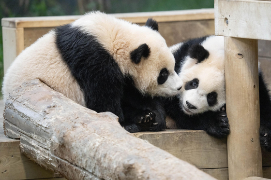 Hui Bao, left, and Rui Bao [SAMSUNG C&T]