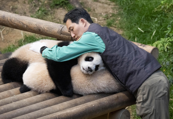 Hui Bao is lying on top of Rui Bao [SAMSUNG C&T]