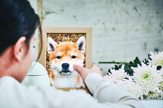 Dog owners try many ways to cope with losing their four-legged companion [GETTY IMAGE] 