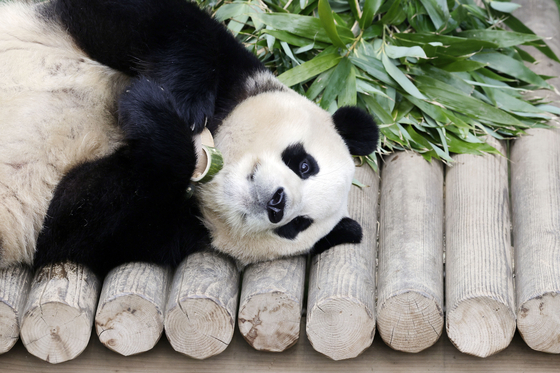 Giant panda Fu Bao plays with her bamboo toy at Everland's Panda World in Yongin, Gyeonggi, on March 3, the last day the public could see the panda. [JOINT PRESS CORPS] 