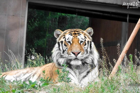 Siberian tiger Taebaek in Seoul Grand Park in Gwacheon, Gyeonggi [SEOUL GRAND PARK]
