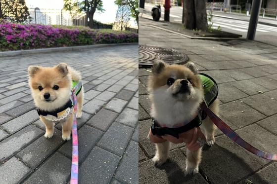 A three-year-old Pomeranian Hodu patrols its neighborhood as the "dog patrol" officer of Seongdong District, eastern Seoul. [SCREEN CAPTURE]