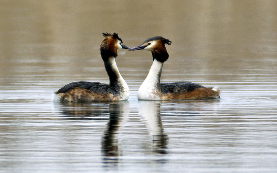 Sihwa Lake is an artificial lake that was created by the Sihwa Seawall in January 1994, now a shelter to wild flora and fauna including migratory birds. [JOONGANG ILBO]