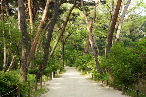 Forest walking trail around Taereung, a royal tomb in Nowon District, northern Seoul [CULTURAL HERITAGE ADMINISTRATION] 