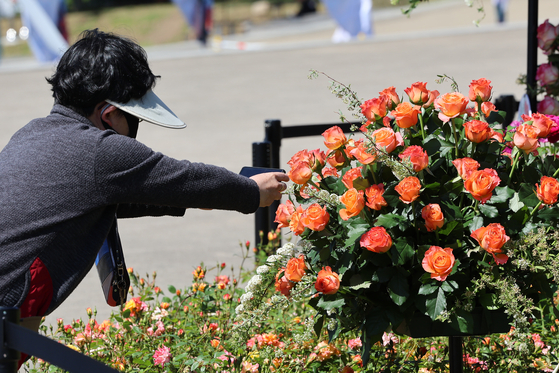 A visitor takes photos of flowers in Ttukseom Hangang Park in eastern Seoul where the Seoul International Garden Show began on Thursday. [YONHAP] 