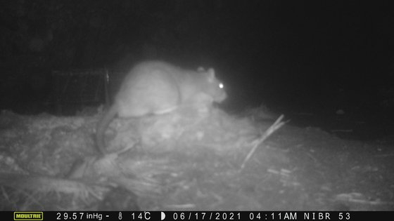 A screen capture of CCTV footage showing a brown rat on the Dokdo islets. [CHO YOUNG-SEOK]