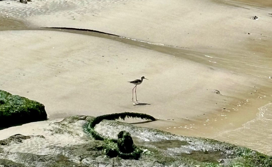 A black-winged stilt was spotted walking along the shores of Yeongsan Island [LEE JIAN]