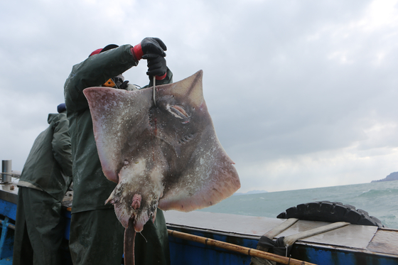 A fisherman holds up a freshly caught hongeo, otherwise known as skate, at Heuksan Island in Sinan County, South Jeolla. [JOONGANG PHOTOS] 