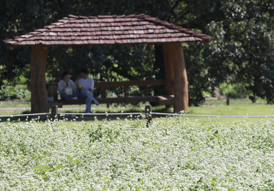 Buckwheat flowers fill Suwon Tap-dong Citizen's Farm's gardens in autumn. Photo taken on Sept. 22, 2023 .[NEWS1] 