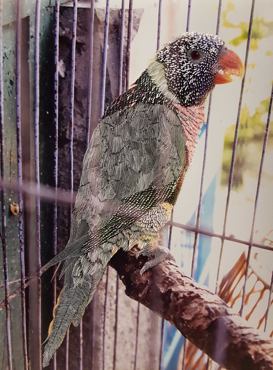 ″The Bird Market #4″ (2021) by Raphaelle Peria, printed with grattage, or scratching off paint, on photograph [SUNGKOK ART MUSEUM]