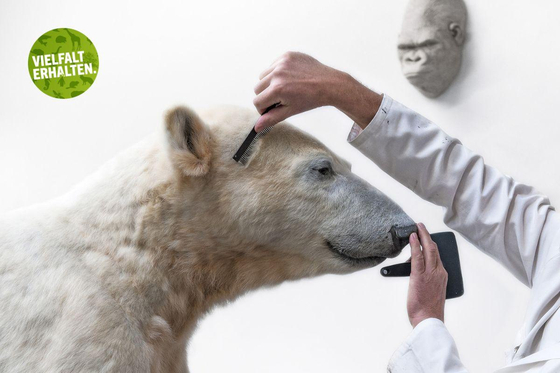 The polar bear Knut was turned into a taxidermy specimen at the Natural History Museum in Berlin, Germany. [MUSEUM FUR NATURKUNDE]