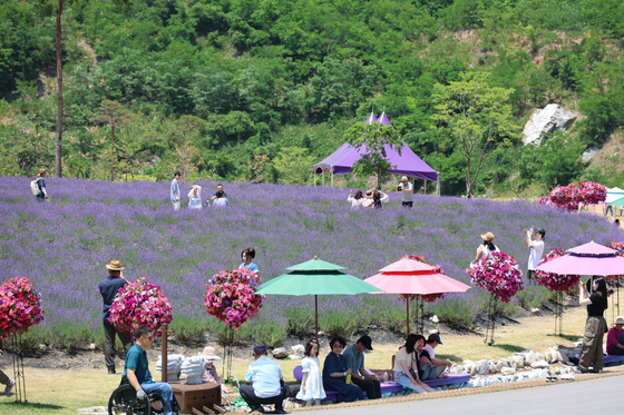 Visitors are enjoying the charm of purple at the lavender festival at Mureung Byeolyucheonji in Donghae, Gangwon, on Sunday. [DONGHAE CITY]