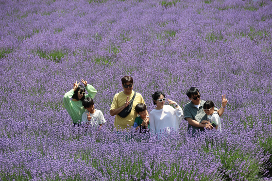 Visitors pose for a photo in the lavender field at Mureung Byeolyucheonji in Donghae, Gangwon, on Sunday. [DONGHAE CITY]
