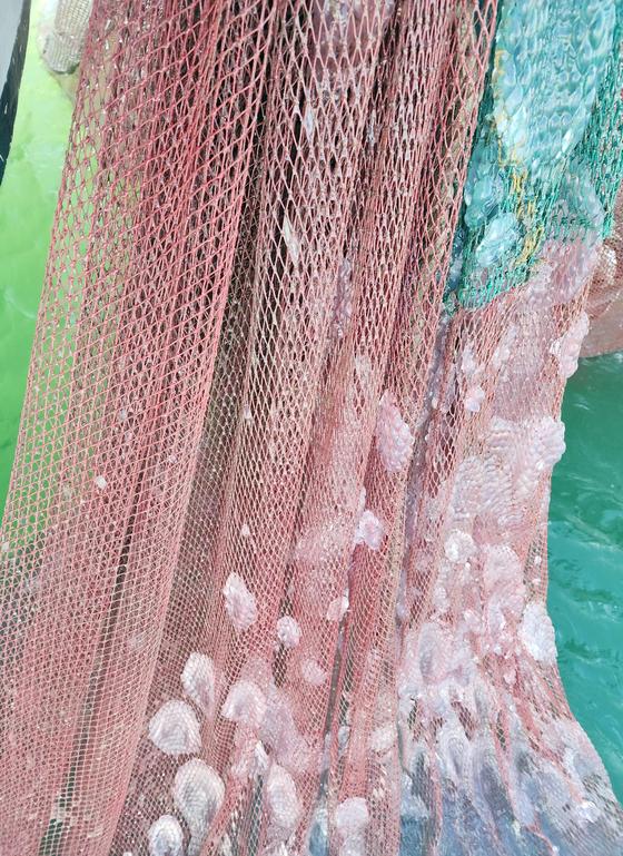 Dozens of jellyfish are caught by a fishing net which was pulled from the waters off Gochang County in North Jeolla last Wednesday. [YONHAP]