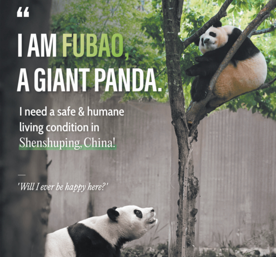 A full-page advertisement said to be printed in New York Times' Tuesday paper, paid for by the DC Inside Bao Family Gallery. [DC INSIDE BAO FAMILY GALLERY]