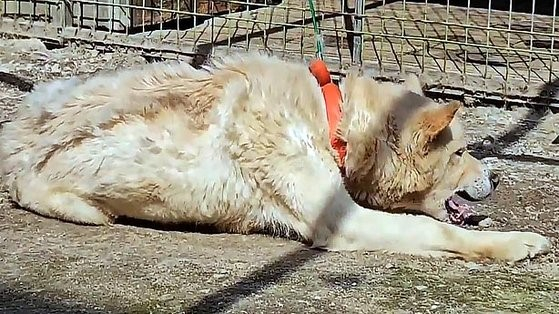 A rescued dog inside a cage with a red collar shows signs of illness and injury at the Ansan City Animal Protection Center in Gwangmyeong, Gyeonggi. [JOONGANG ILBO]