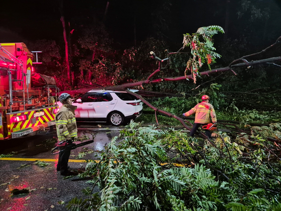Fire authorities remove a fallen tree from an intersection in Gapeyong, Gyeonggi, on Tuesay morning. [NEWS1]