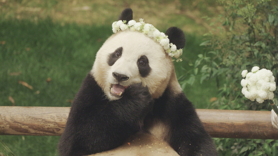 Giant panda Fu Bao [BARUNSON E&A]