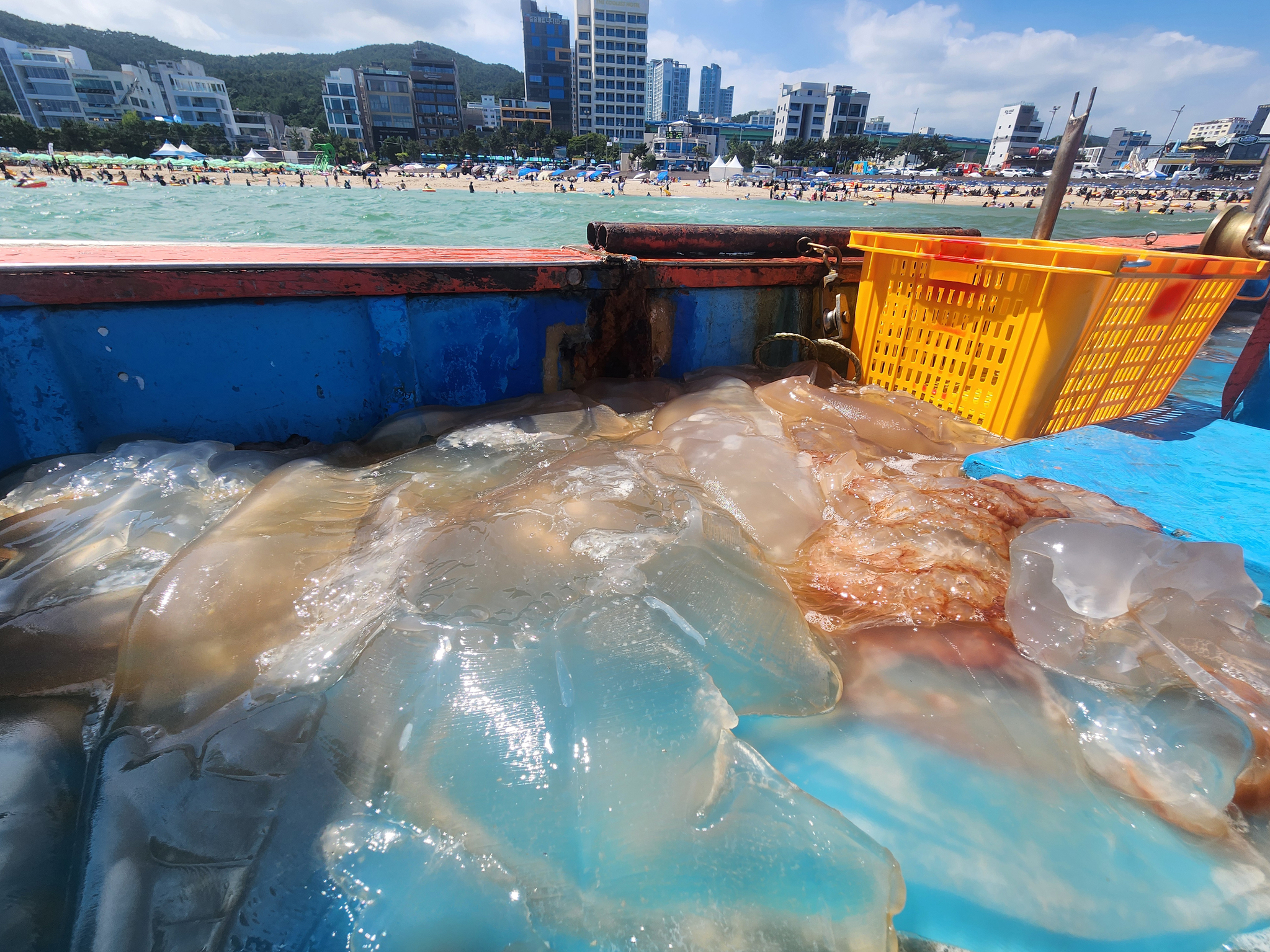 Numerous jellyfish inside a fishing boat near Songjeong Beach in Haeundae, Busan, on Aug. 1. [YONHAP] 