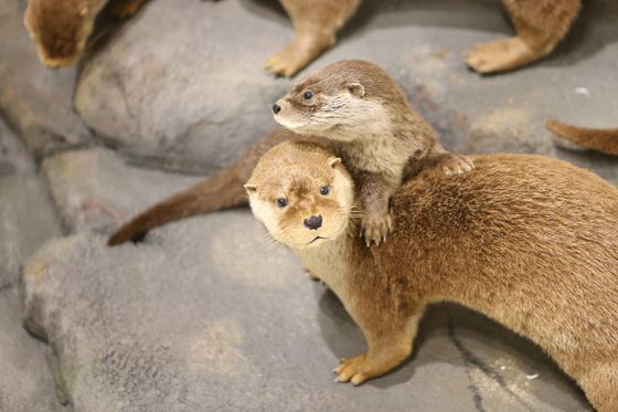 A taxidermied otter family is on display at the exhibition roughly translated to ″Walking with Natural Monuments.″ [KOREA HERITAGE SERVICE]